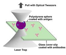 Microesferas de látex detectan virus en sangre a concentraciones mínimas