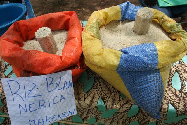 África es importadora neta de arroz y consume más de lo que produce, pero hay una flagrante ausencia de políticas de género en el sector. Crédito: Busani Bafana/IPS