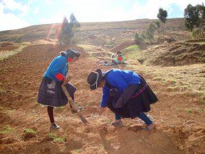 Dos campesinas trabajan en la parcela familiar, en la población de Padre Rumi, en el departamento de Huancavelica, en los Andes peruanos. Crédito: Milagros Salazar/IPS