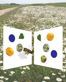 Las abejas son capaces de distinguir números