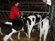 Las vacas con nombre producen más leche