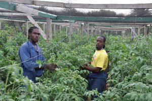 Oraine Halstead (izquierda) y Rhys Actie cultivan tomates en invernadero en la huerta de Colesome en Jonas Road, Antigua. Crédito: Desmond Brown/IPS