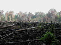 Sólo entre el 18 y 45% de los ecosistemas de los bosques tropicales subsistirá en 2100