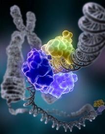 Nueva guía de lectura del genoma humano