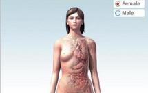 Crean el primer mapa 3D interactivo del cuerpo humano