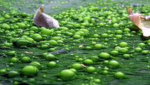 Las algas y los residuos alimenticios generarán los combustibles del futuro 