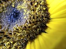 Crean un mutante menos activo de un alérgeno del polen 