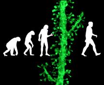 Una duplicación genética nos diferenció del resto de los primates