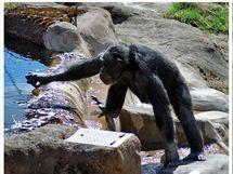 Científicos descubren a un chimpancé que elabora 