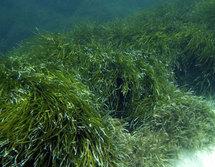 Las praderas submarinas almacenan el doble de carbono que los bosques