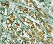 Publican las mutaciones del virus H5N1 que hacen posible su contagio por vía aérea 