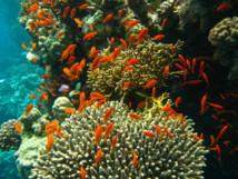 Los arrecifes de coral de Panamá están al borde del colapso