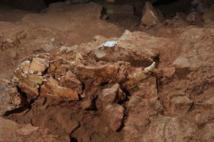 Encuentran un cráneo de oso de un millón de años de antigüedad en Atapuerca