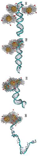 El código del ADN da forma a nanopartículas de oro