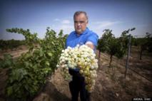 Más de veinte variedades españolas de uva reviven gracias a la ciencia