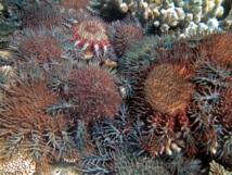 Los ciclones y una especie de estrella de mar acosan al mayor arrecife de coral