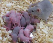 Nacen los primeros ratones de óvulos desarrollados en laboratorio 