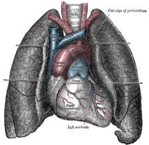 Nuevo sistema portátil mantiene “respirando” los pulmones destinados a trasplante