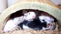 Los ratones son capaces de aprender vocalizaciones