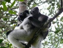 Publican la lista de las 25 especies de primates más amenazadas del mundo
