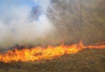 La repoblación rural ayudará a prevenir los incendios forestales