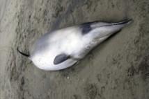 Descubren en Nueva Zelanda la ballena más rara del mundo