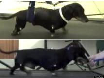 Un tratamiento con células de hocico permite a perros con parálisis volver a caminar