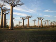 Los árboles más grandes y viejos del mundo se están muriendo