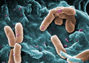 Las bacterias se comunican por moléculas para proliferar, revela una investigación