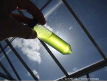 Científicos obtienen un complejo anticanceroso a partir de un alga