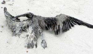 Un ave cubierta de petróleo en el Golfo de México. Crédito: Susan Keith/IPS
