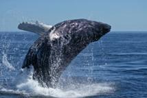 Objetivo: recuperar la ballena azul antártica