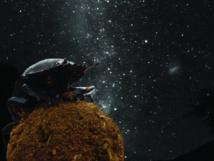 El escarabajo pelotero se orienta siguiendo la Vïa Láctea 