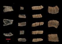 Los humanos de Nerja se alimentaban de ballenas hace 14.000 años