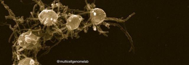 Reproducen artificialmente la unión celular que origina los organismos 
