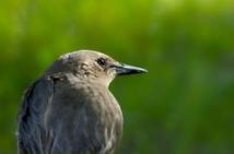 El lenguaje pudo evolucionar a partir del canto de los pájaros