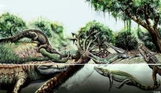 Hasta 14 especies distintas de cocodrilos convivieron en América del Sur en el Mioceno