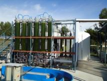 Diseñan un fotobiorreactor para cultivar microalgas de manera eficiente