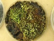 Musgos de la Pequeña Edad de Hielo reviven en un laboratorio