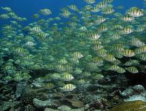 El calentamiento global acelera la distribución de las especies marinas