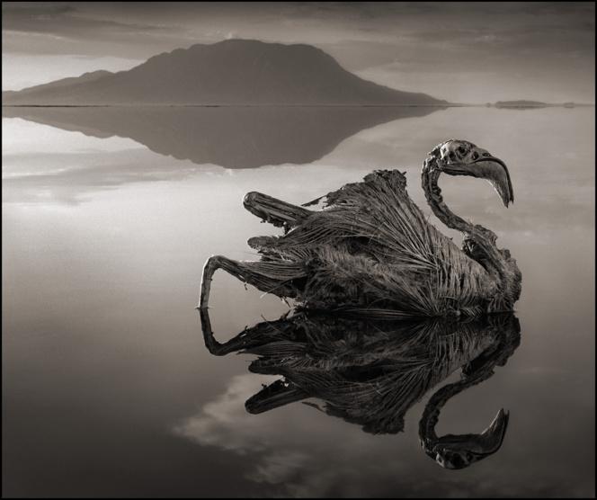 Animales convertidos en estatuas de sal en el lago Natron