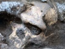 Un cráneo de 1,8 millones de años sugiere que sólo ha habido una especie humana
