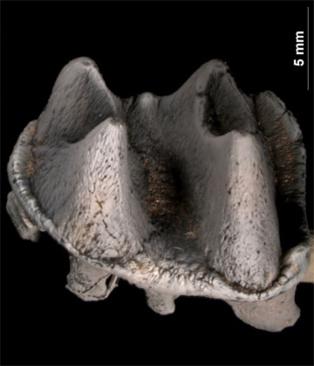 Encuentran el diente fósil de un ornitorrinco gigante