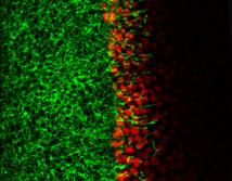 Las células que protegen los órganos se comunican entre sí como las neuronas
