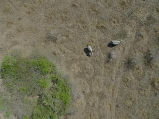 Aviones no tripulados combaten la caza furtiva del rinoceronte en África