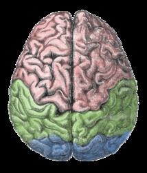 La estimulación cerebral: nuevo capítulo en la historia del dopaje