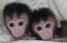 Modifican de forma selectiva el ADN de embriones de monos