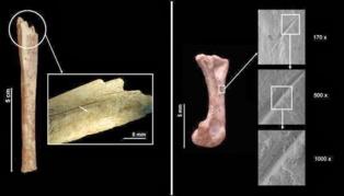 Restos fósiles hallados en Barcelona revelan que los neandertales comían gatos salvajes 