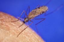 Una proteína actúa como interruptor para el contagio de la malaria