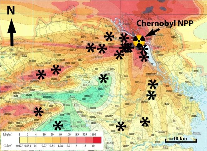 Peligrosa ausencia de microbios en el Bosque Rojo de Chernóbil